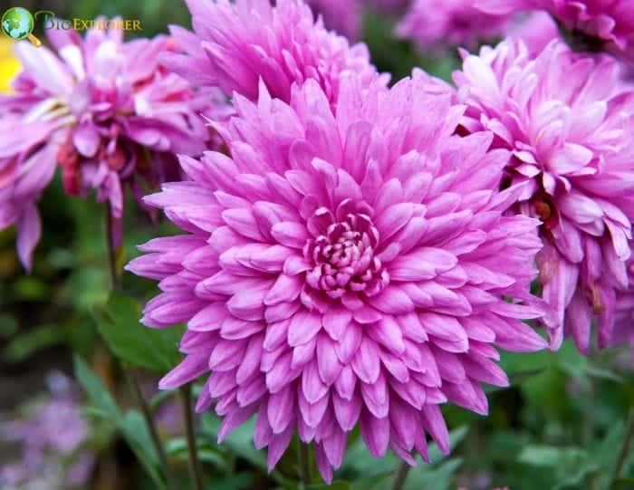 Caring for Chrysanthemums