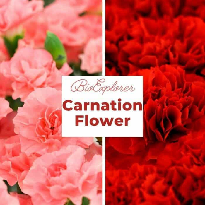 Carnation