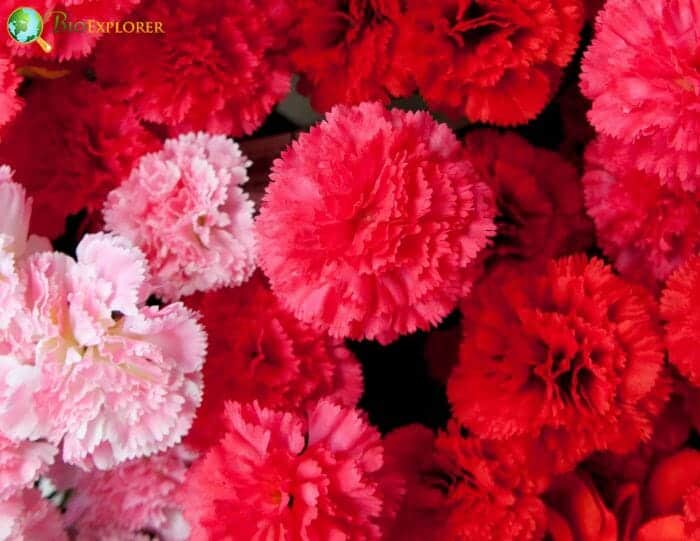 Carnation Flowers