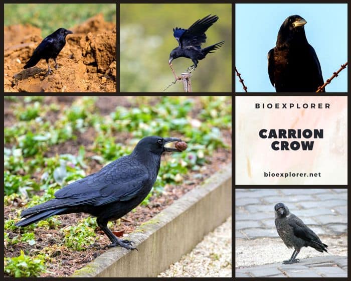 Carrion Crow