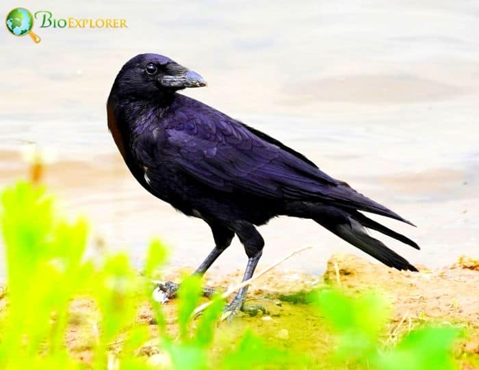 What Eats Carrion Crow?