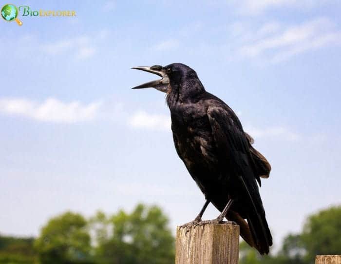 Carrion Crow