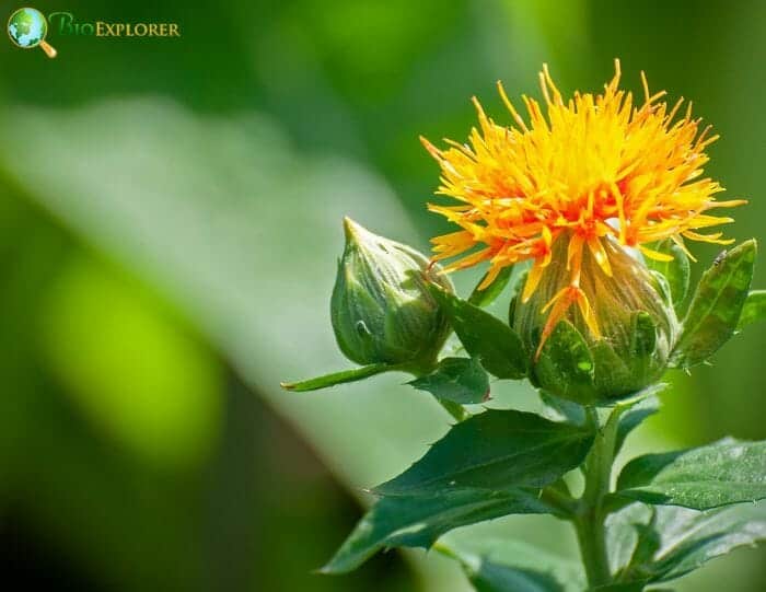 Carthamus Flower