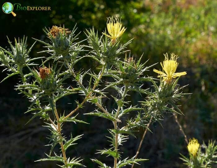 Carthamus Flowering Plant