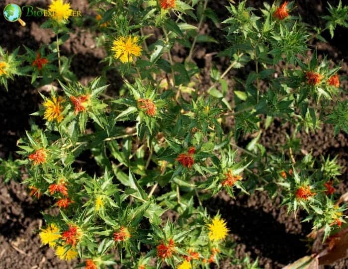 Carthamus Flowers