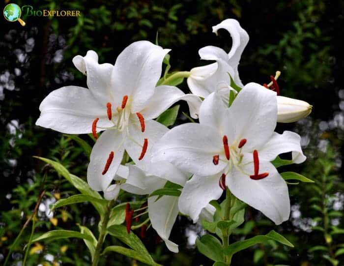 Casa Blanca Flowers