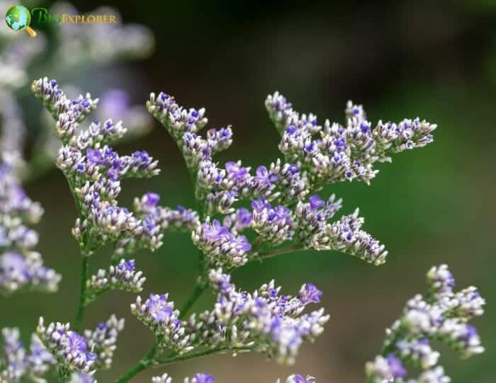 Caspia Flowers