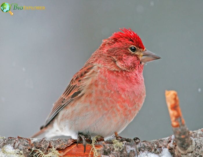 Cassin's Finch Bill and Tail Features