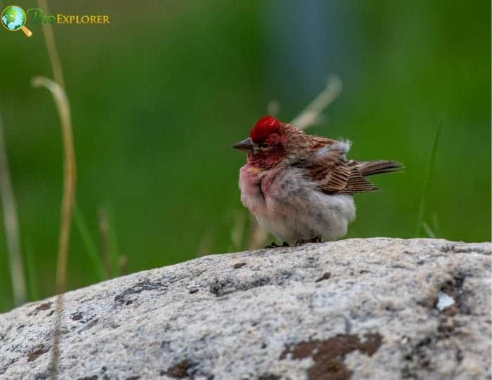 Cassin's Finch Current Status