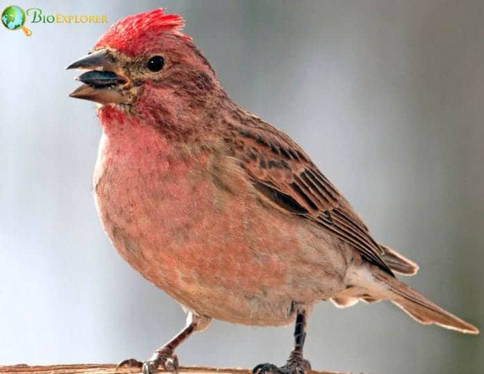 Cassin's Finch Feeding Habits