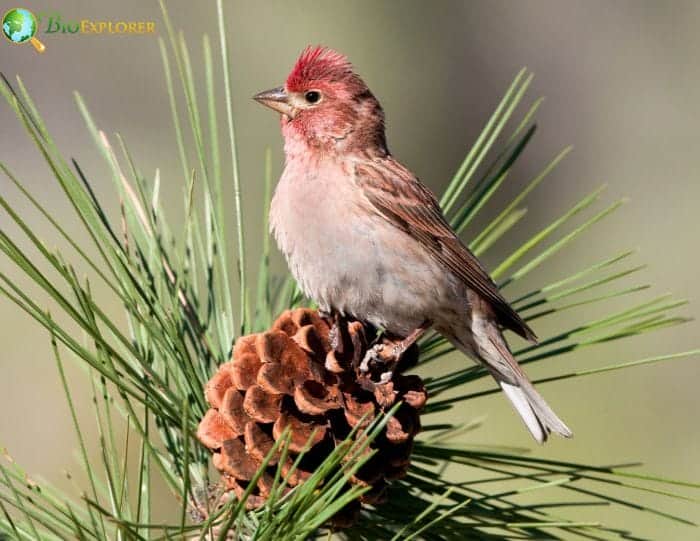 Cassin's Finch Habitat Flexibility