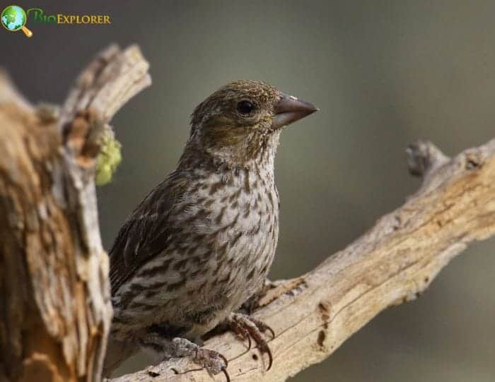 Cassin's Finch Juvenile Vs Adult Features