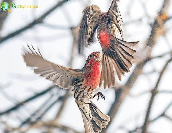 Cassin's Finch Mating and Nesting