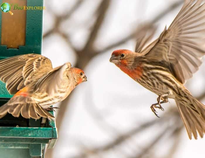 Cassin's Finch Movements