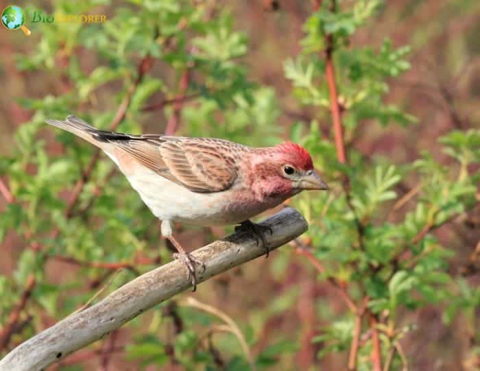 Cassin's Finch Natural Habitat