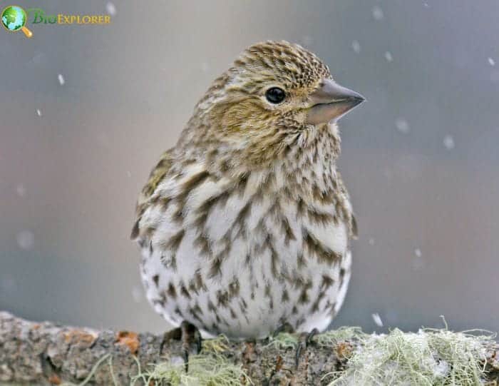 Cassin's Finch Plumage and Coloration