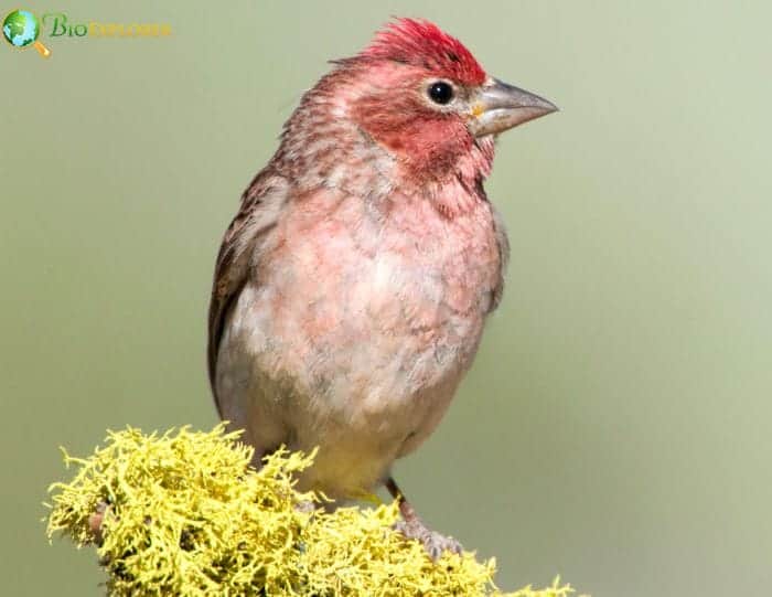 Cassin's Finch Plumage