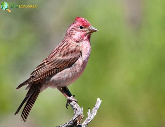 Cassin's Finch Size and Shape