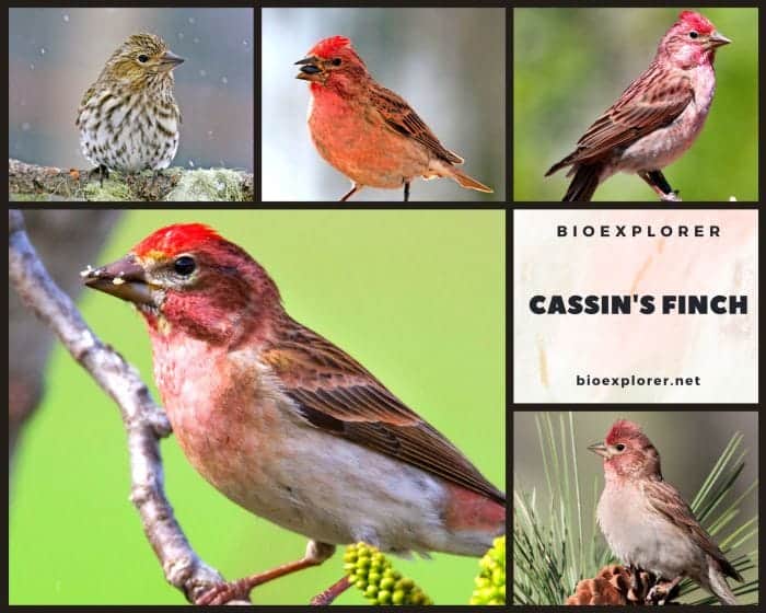 Cassin's Finch