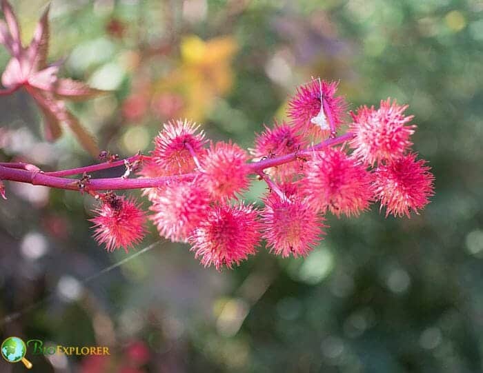 Castor Bean Flowers