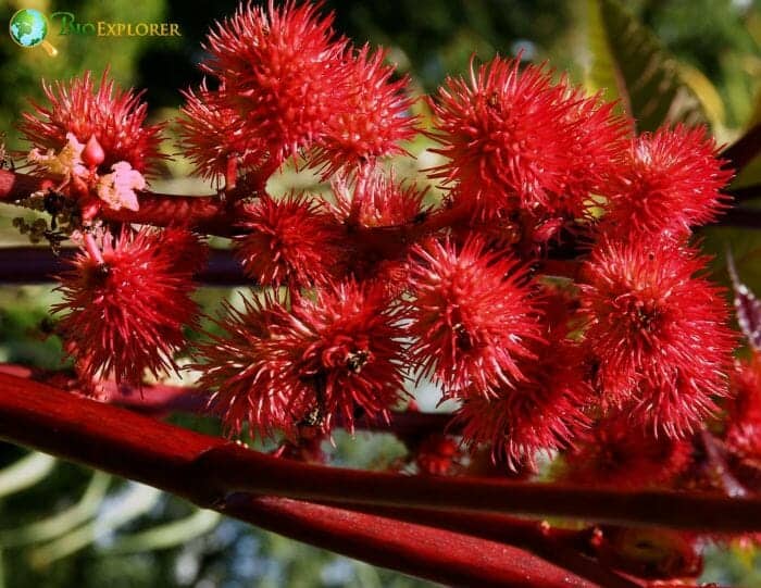 Castor Bean Flowers