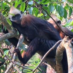 Cat Ba Langur