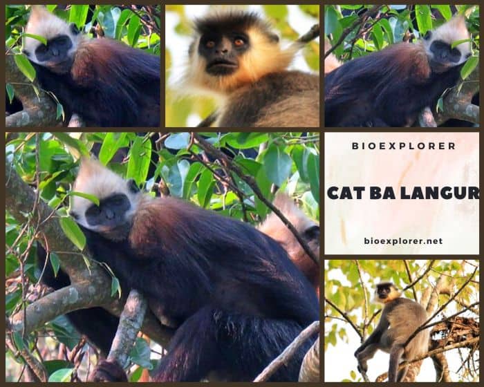 Cat Ba Langur