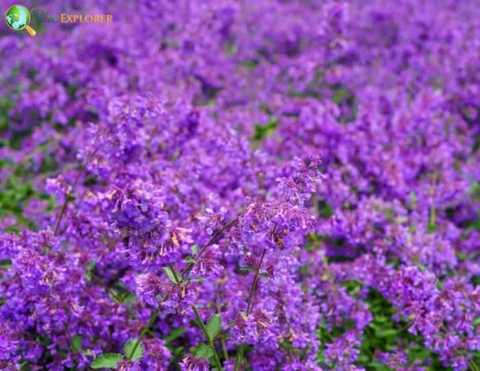 Catmint Flower Plants