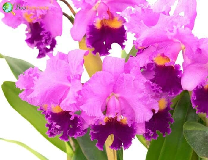 Cattleya Flowers