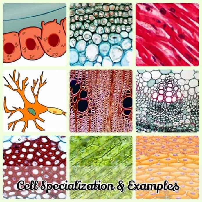 Cell Specialization