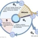 Cell Cycle