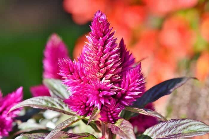 Celosia Argentea