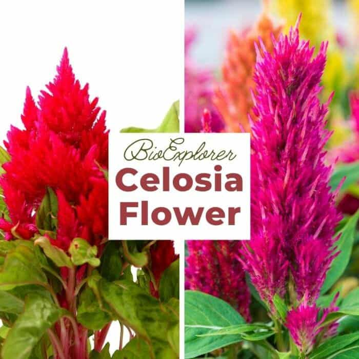 Celosia