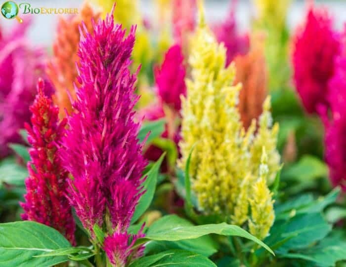 Celosia Flowers