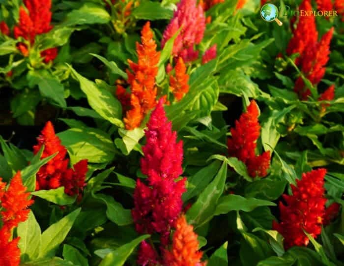 Celosia Flowers