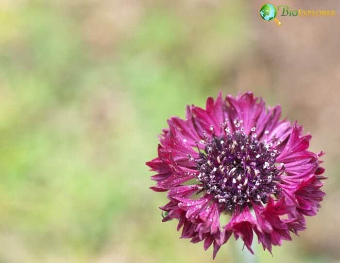 Centaurea Cyanus