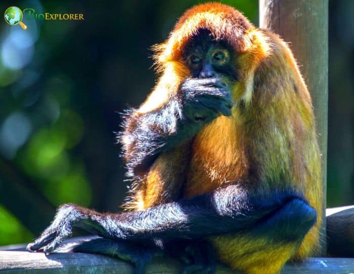 Central American Squirrel Monkey