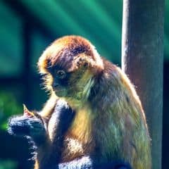 Central American Squirrel Monkey