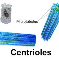 Centrioles