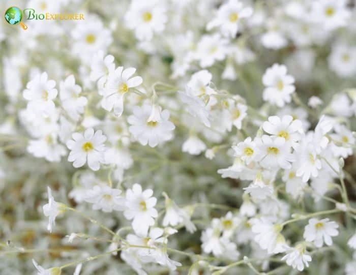 Cerastium Tomentosum