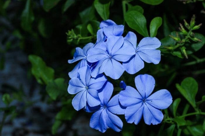 Ceratostigma Plumbaginoides