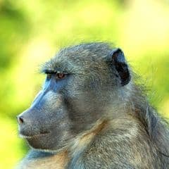 Chacma Baboon