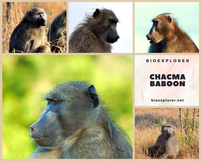 Chacma Baboon