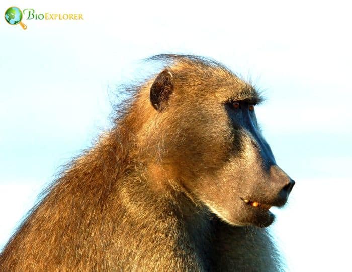 Chacma Baboon