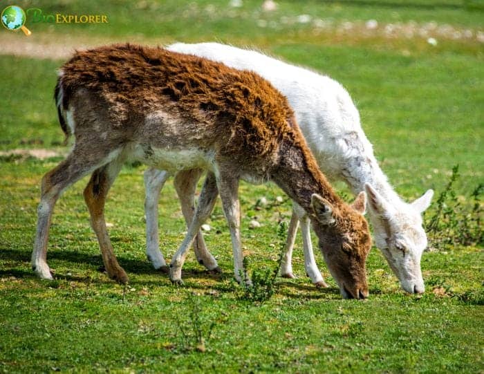 Challenges Facing Albino Deer