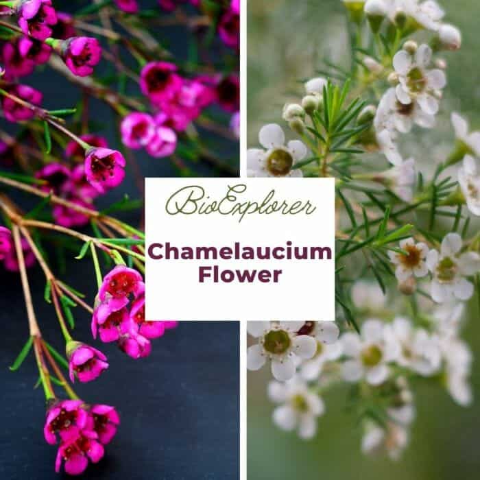 Chamelaucium