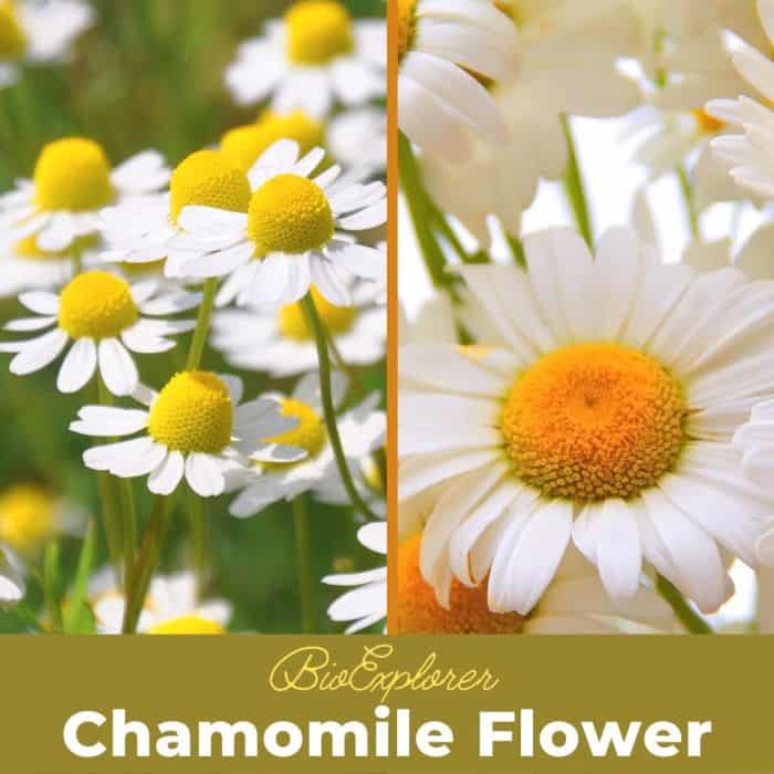 Chamomile