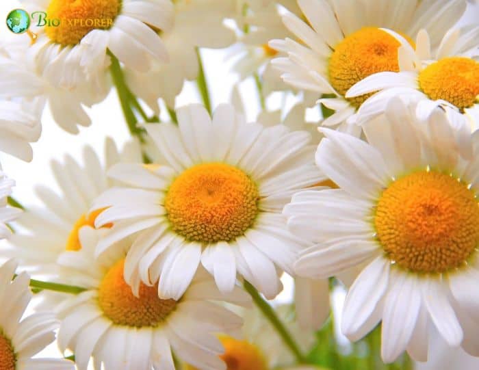 Chamomile Flowers