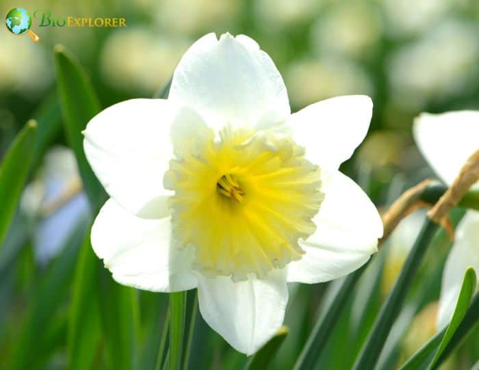 Characteristics and Varieties Of Narcissus Flowers