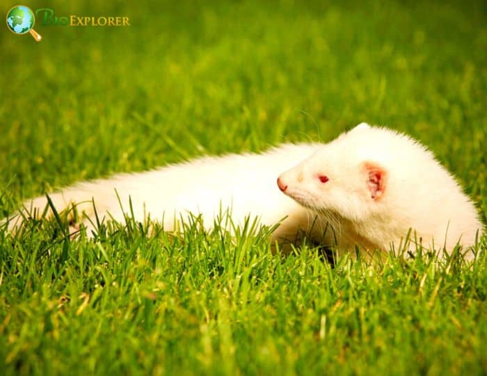 Characteristics Of Albino Ferrets